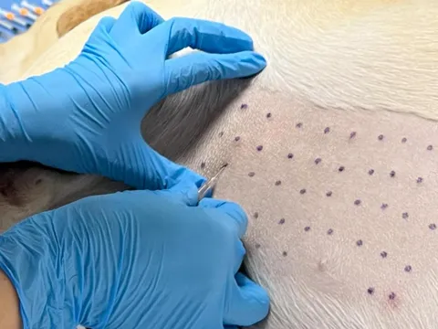 Intradermalni alergotest — primena i očitavanje