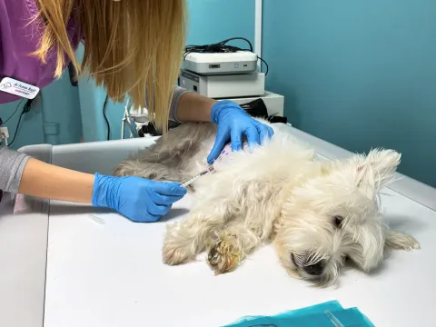 Intradermalni alergotest u LocoVet