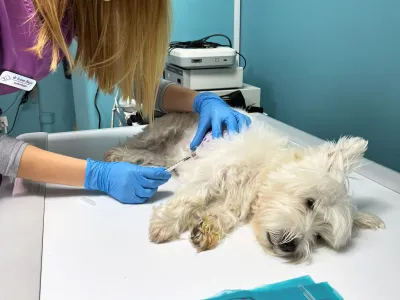 Intradermalni alergotest